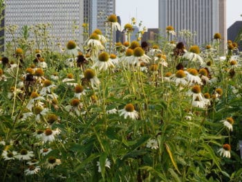 coneflowers and skyscrapers at Lurie Garden