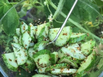 coriander cucumber salad from the garden