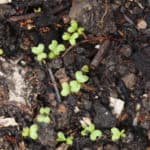 in fall gardens mustards begin to sprout