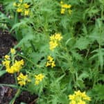 mustard plants gone to flower