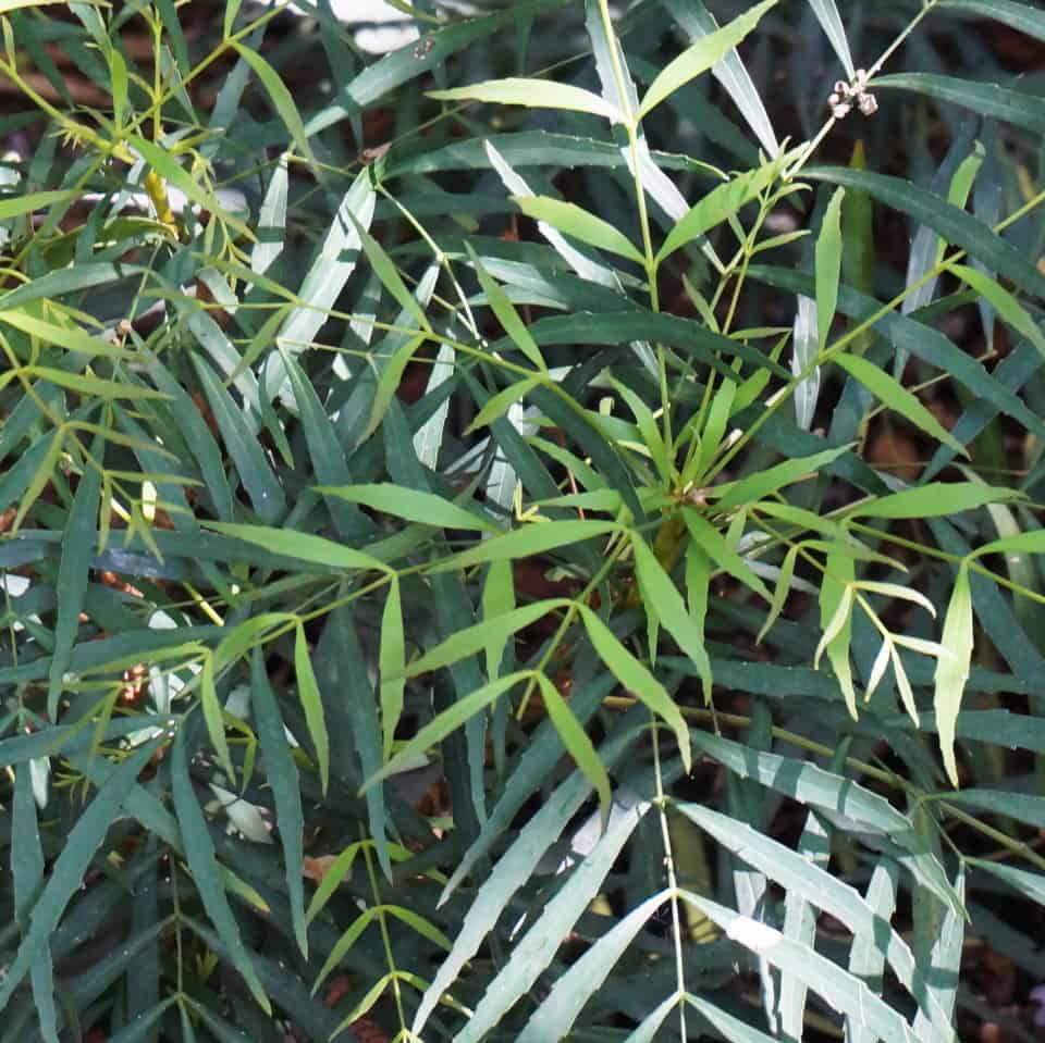 soft caress mahonia fronds close up view
