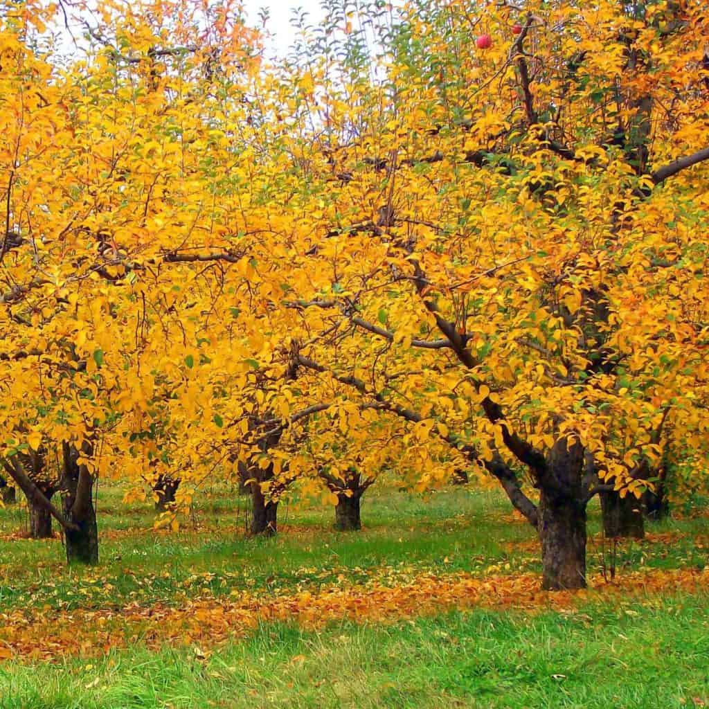 Fall apple orchard in Virginia