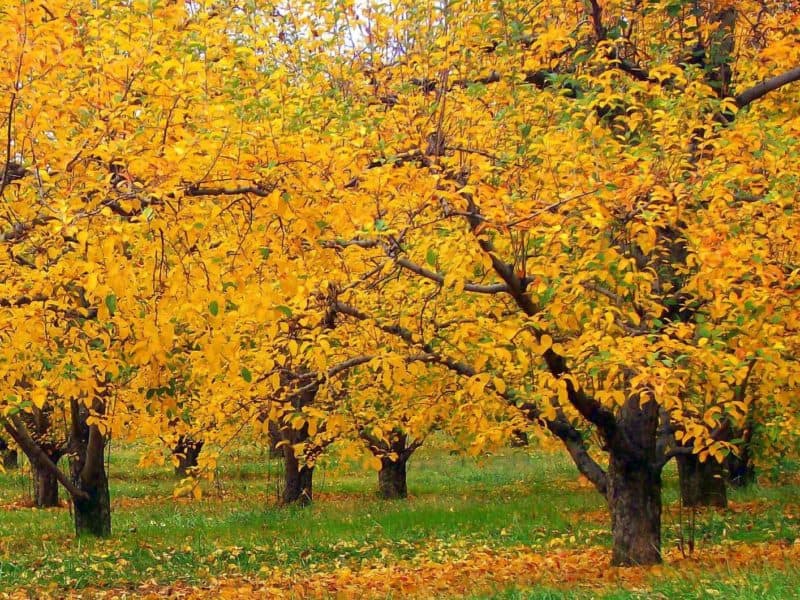 Fall apple orchard in Virginia