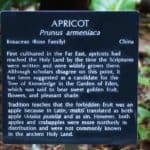 apricot-apple explanation plaque