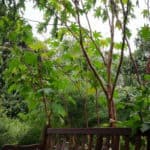 castor bean shelters bench