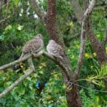 doves perched in branches