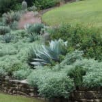 lovely swath of Artemisia