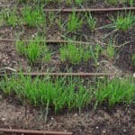 winter wheat sprouted in culinary raised beds