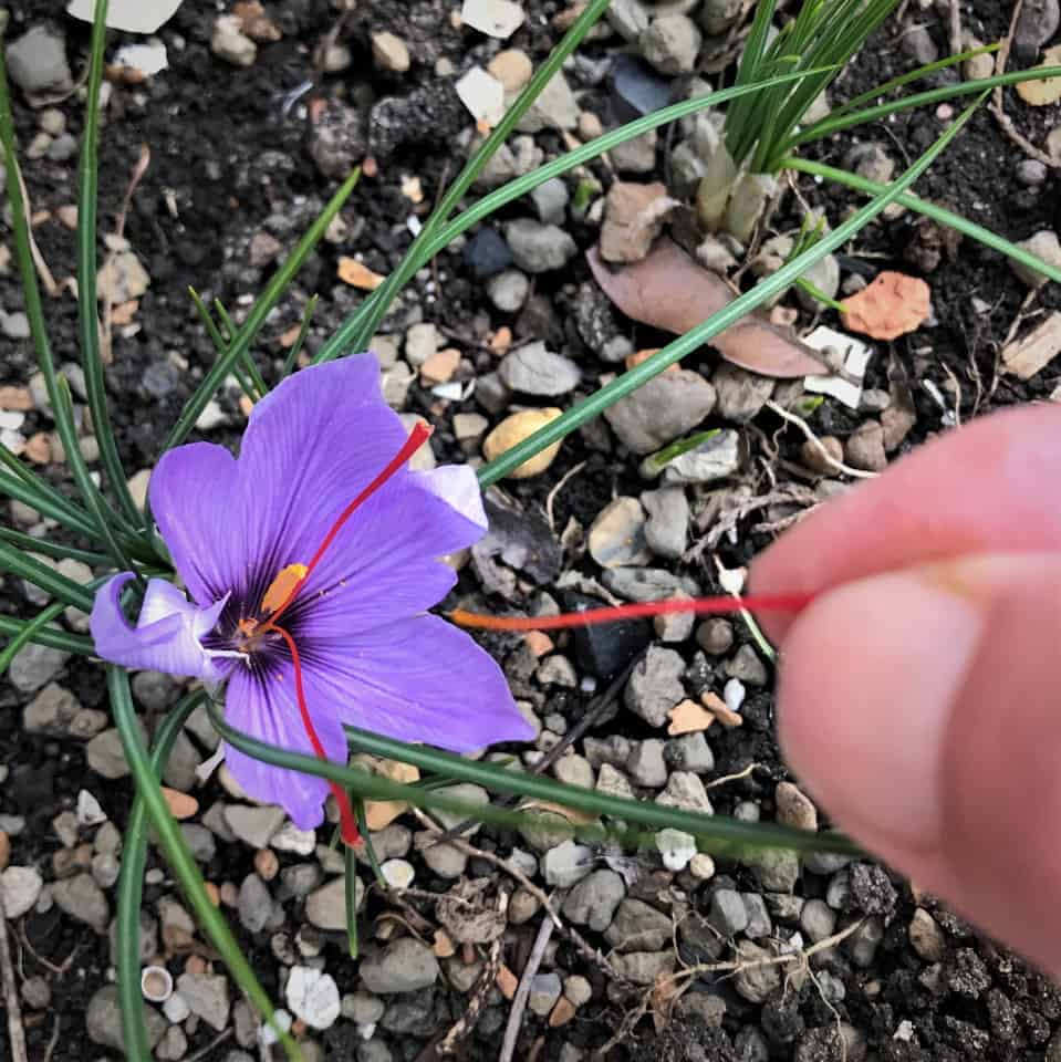 Saffron Crocus saffron crocus lavish colors