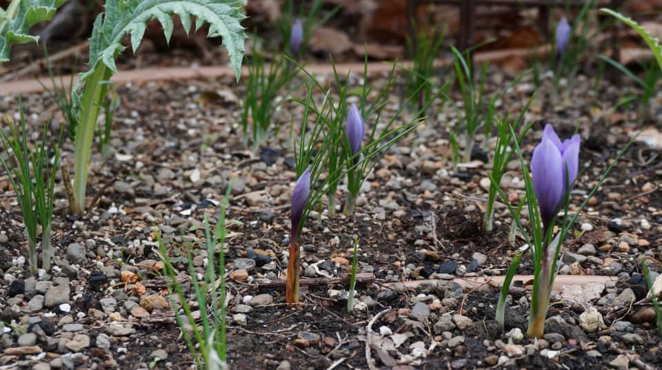 Saffron Crocus saffron crocus lavish colors