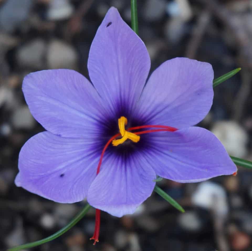 saffron crocus lavish colors