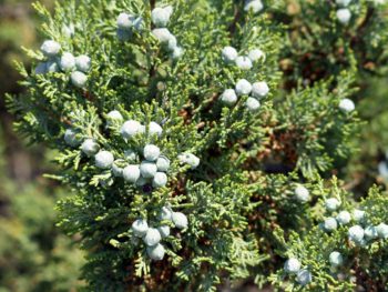 Greek juniper berries on branches