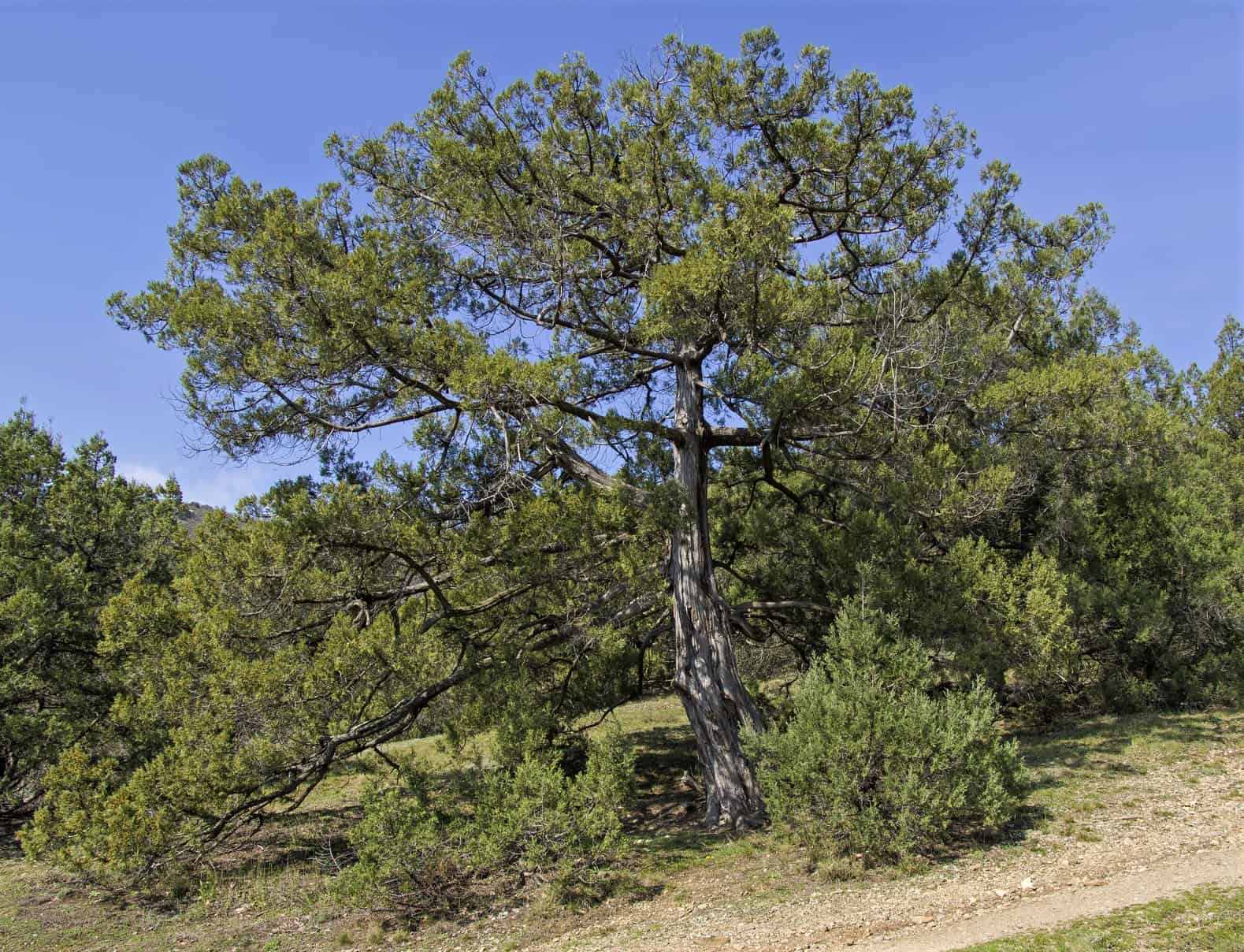 Greek Juniper Greek Juniper
