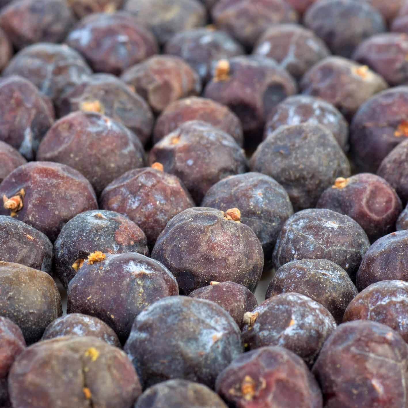 Greek Juniper Greek Juniper