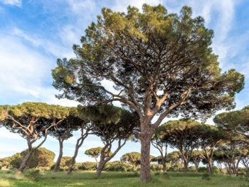 Italina stone pines in the landscape