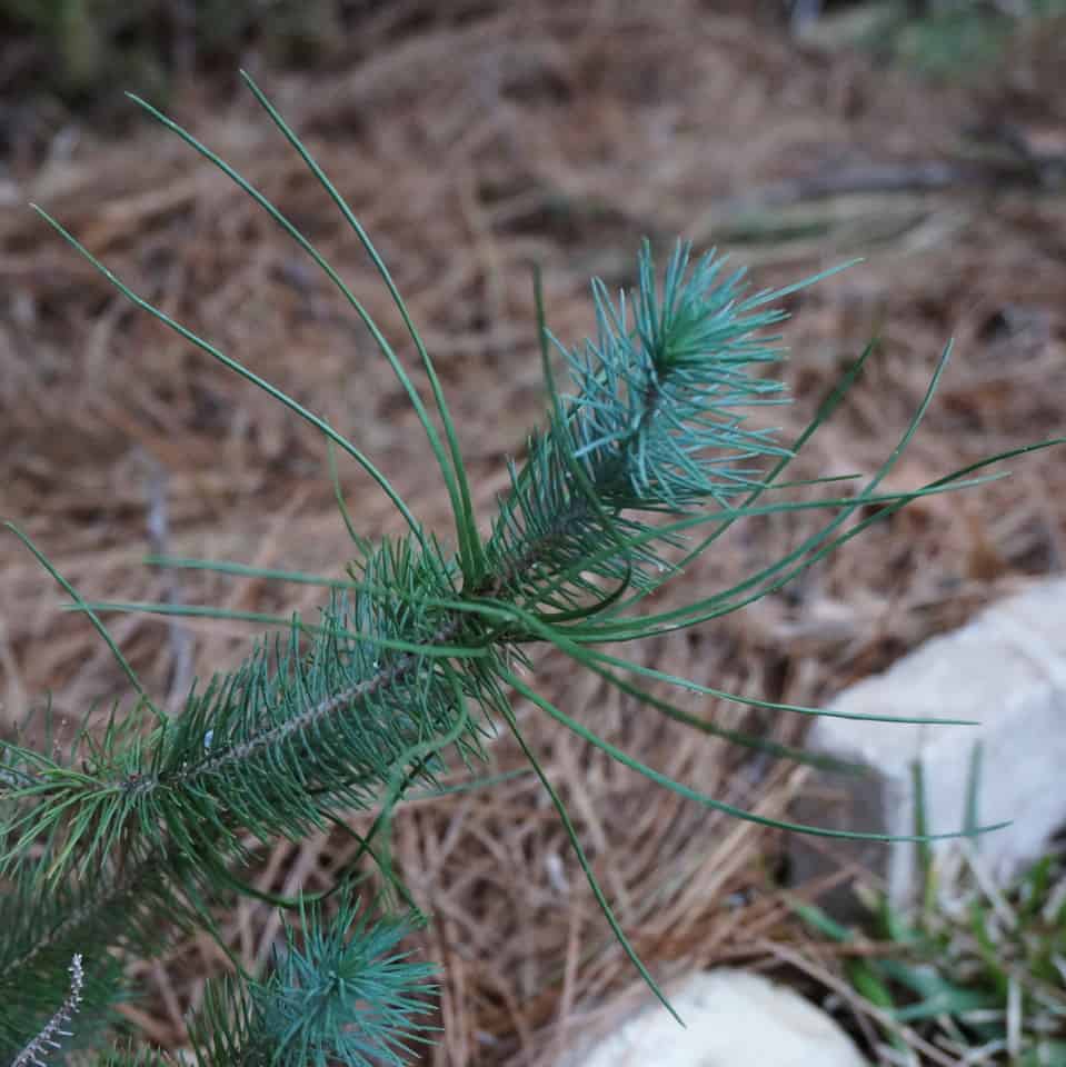Italian Stone Pine Italian Stone Pine
