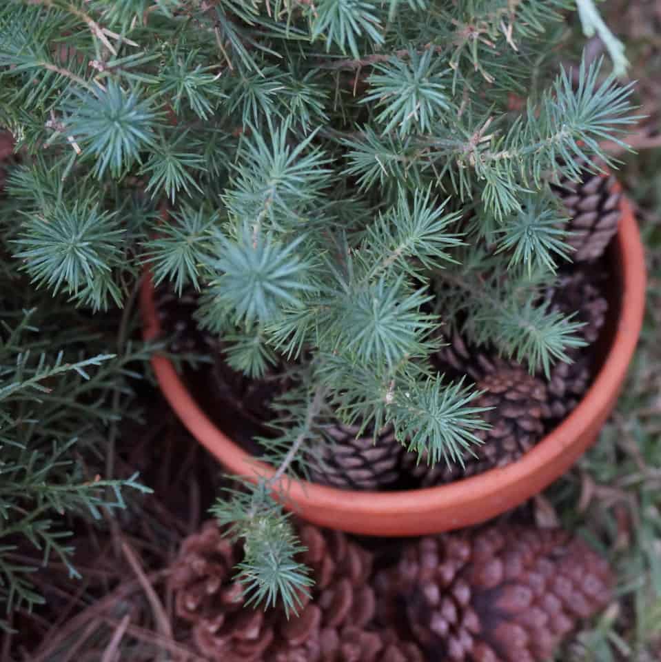 starry branches of stone pines