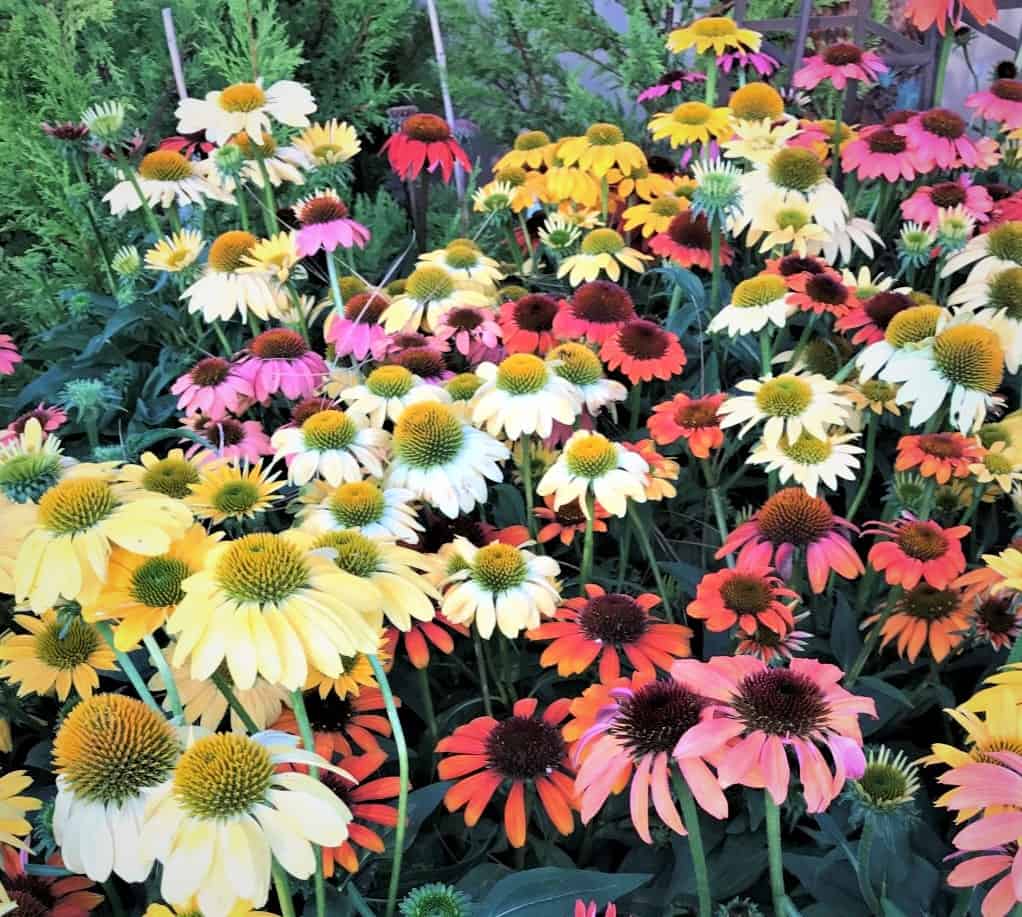 hapy coneflowers in the garden center