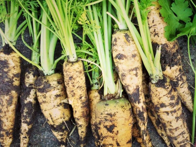 fresh carrots from the working garden