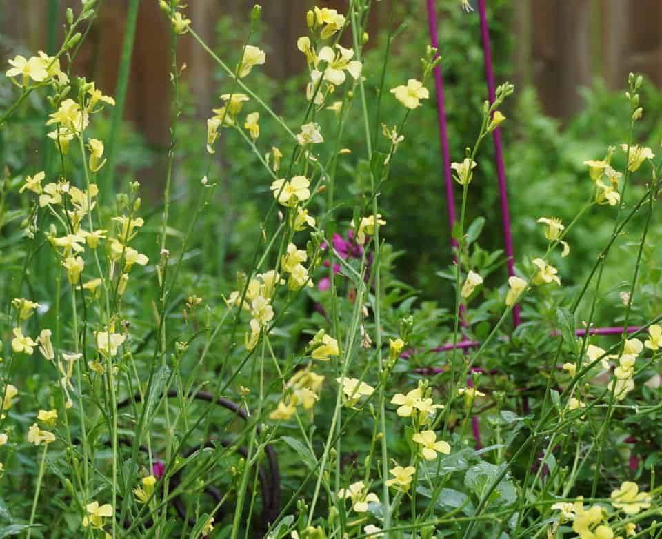 happy garden full of mustard flowers