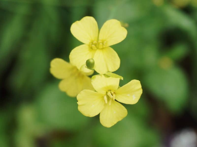 mustard flower in the garden