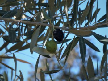 olive fruits on branches