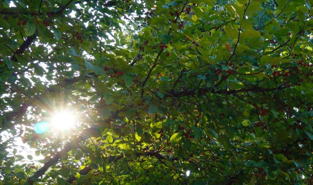 crab apples with streaming sunshine