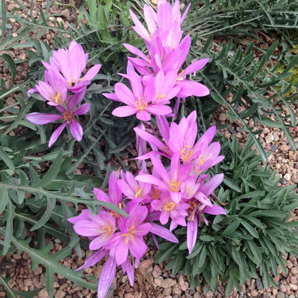 tuft of autumn crocus blooming