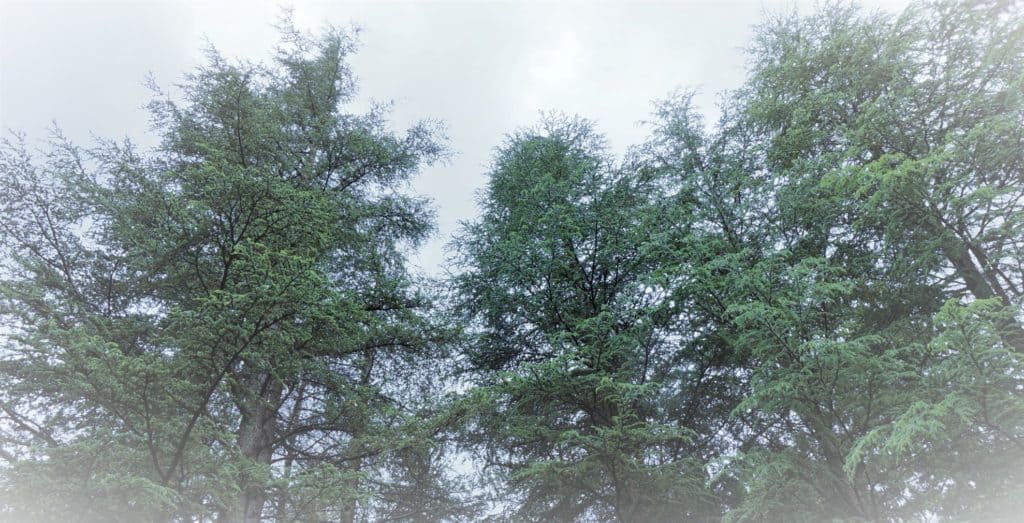cedars of Lebanon tower above at the Hoyt Arboretum