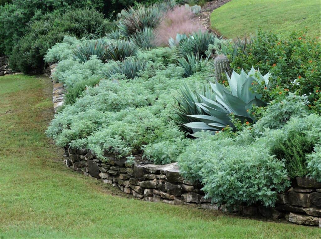 overflowing Artemisia gives overflowing, waterfall-like imagery