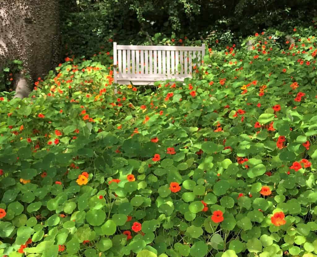 bench surrounded in flowers in public gardens