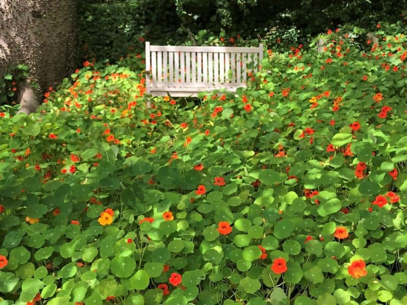 bench surrounded in flowers in public gardens