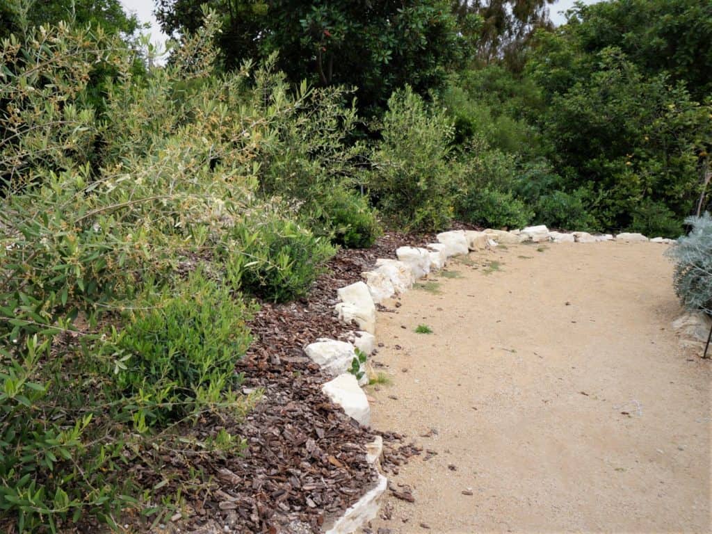 path through the Mediterranean garden with olive trees