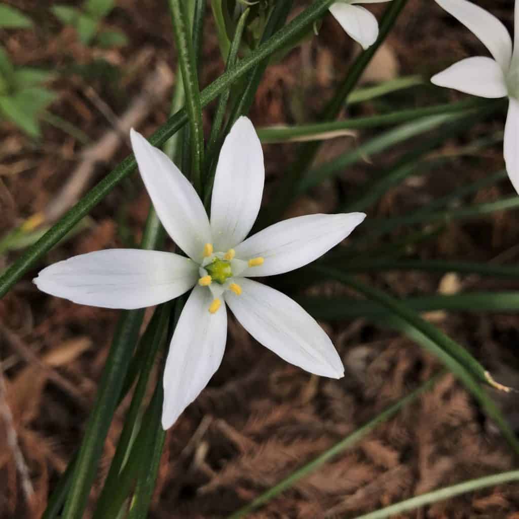 small flowers of star of Bethlehem