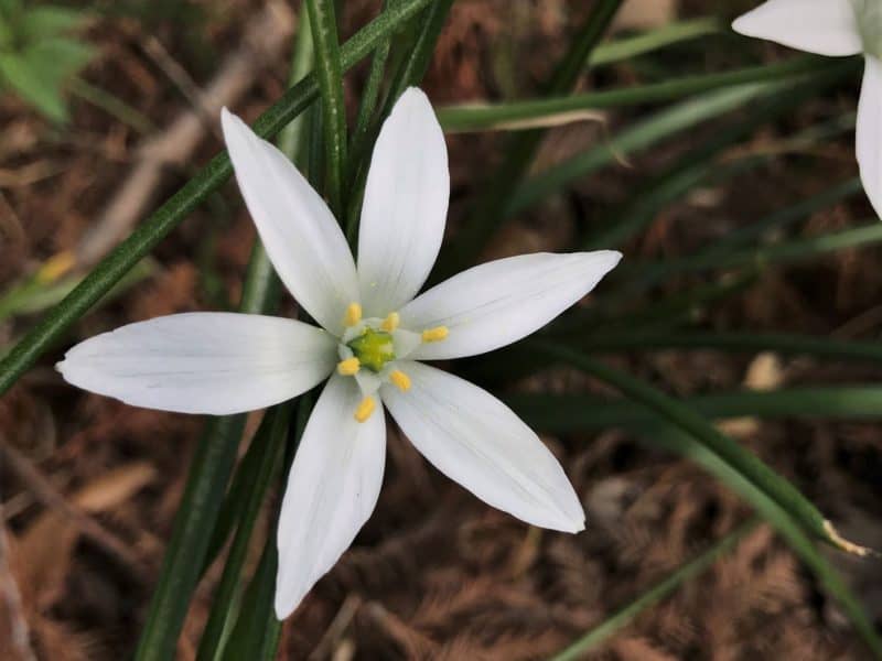 small flowers of star of Bethlehem