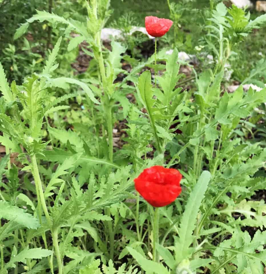 poppies bloom in a garden bed