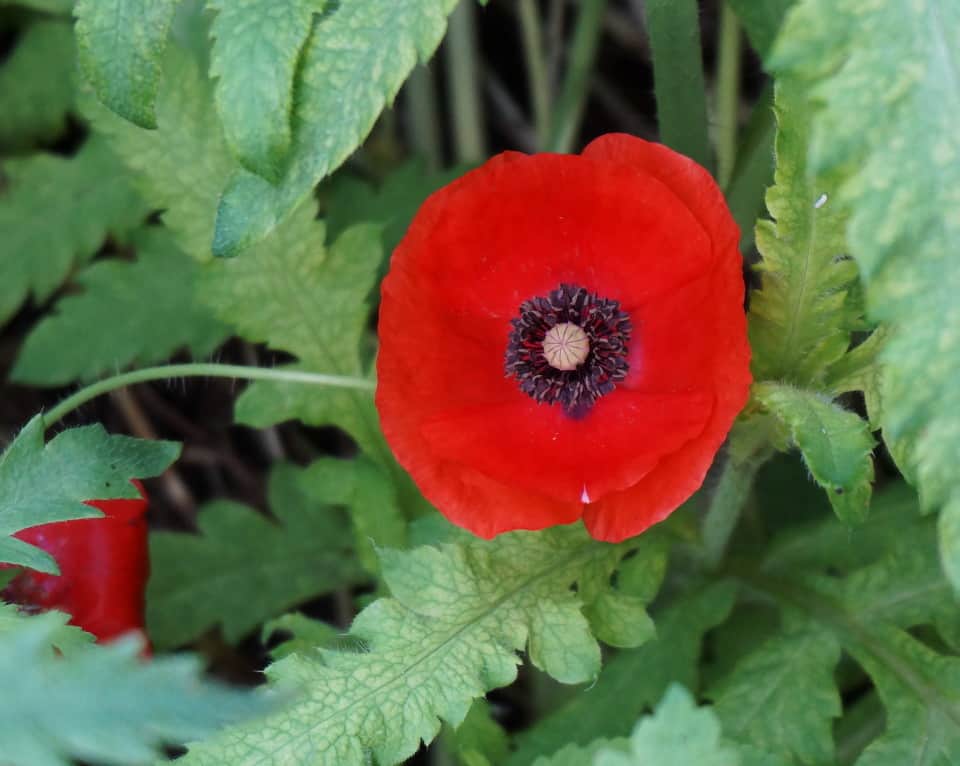 poppy flower and foliage