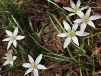 star of Bethlehem filling out a garden bed