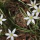 star of Bethlehem filling out a garden bed