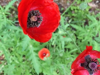 "surely" poppies in the garden