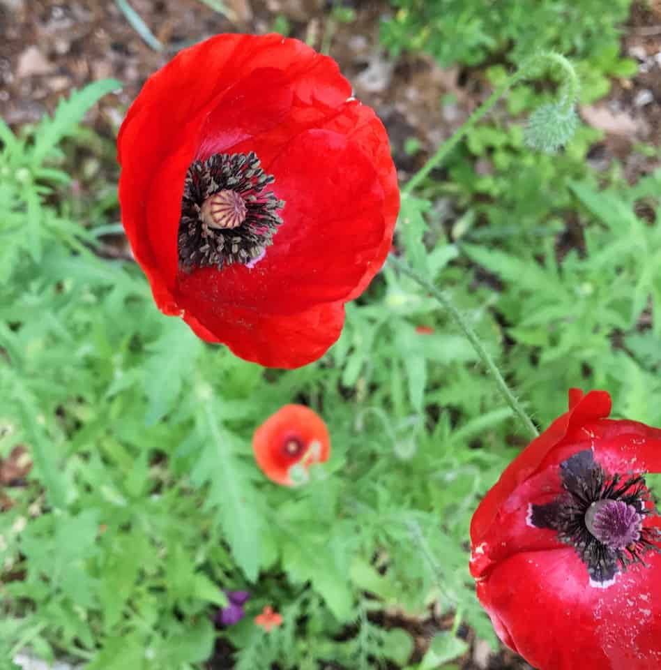 "surely" poppies in the garden