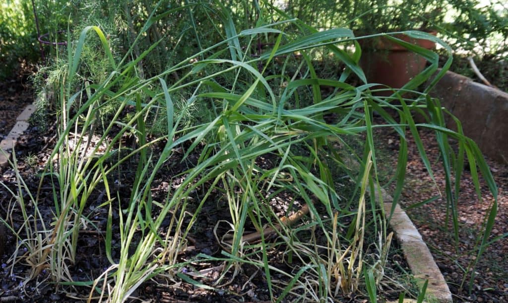Utrecht Blue wheat growing in a garden