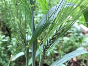 Utrecht Blue wheat heads grown in a garden