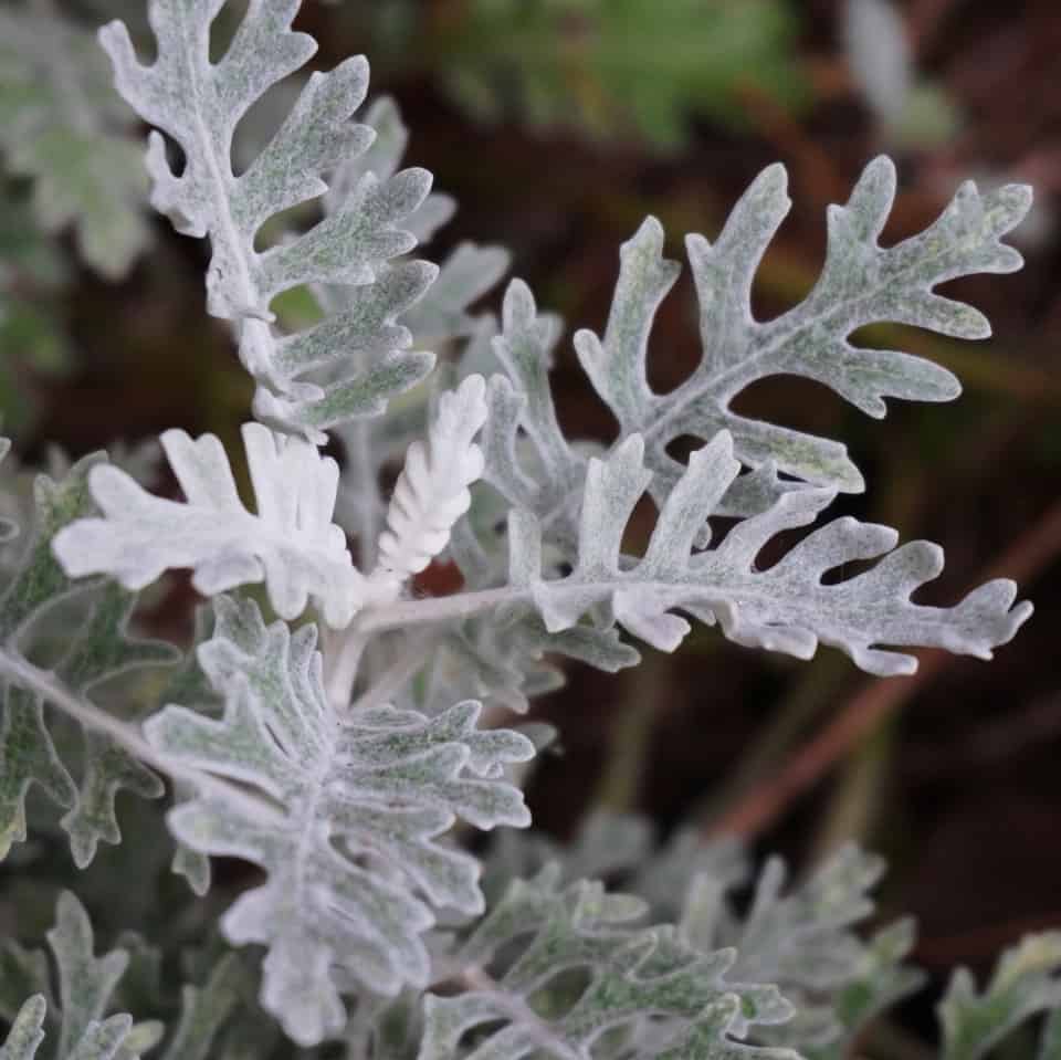 detail of dusty miller leaves