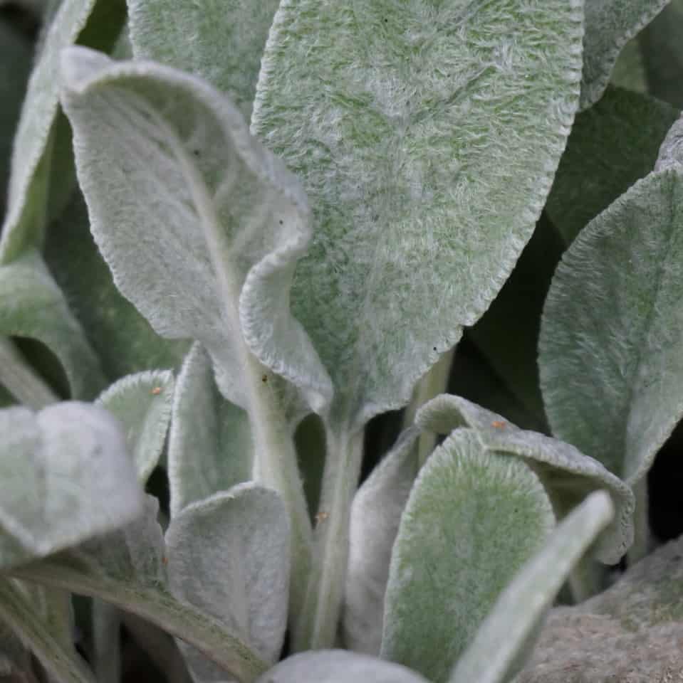 icy fuzzy green lambs ear leaves