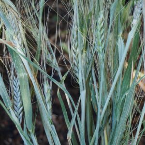 ancient grains turned blue in 'Utrecht Blue' wheat cultivar by Botanical Interests
