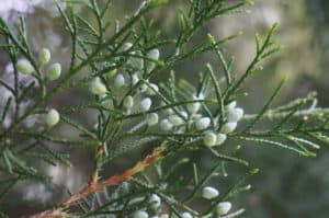water-colored Eastern red cedar berries detail