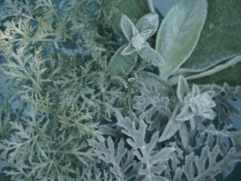 dusty miller lambs ear Artemisia leaves float in water