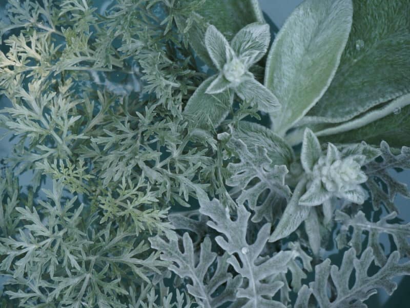 dusty miller lambs ear Artemisia leaves float in water