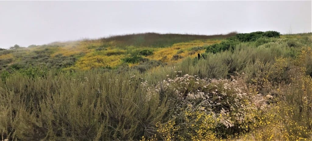 wildflowers on a California hillside